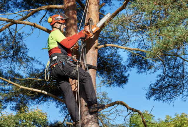 tree trimming North Scituate ma