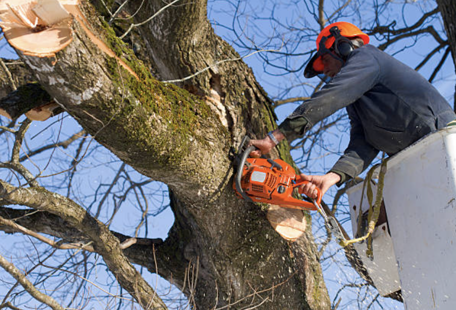 tree trimming plymouth ma